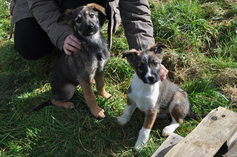 Sauvetage de deux chiots Chiots