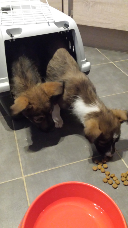 Sauvetage de deux chiots Chiots1